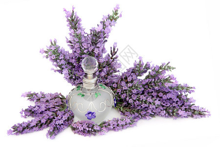 紫菜草花和装饰香水瓶在白背景图片