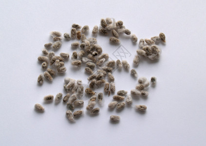 棉花种子在毛发过程中从棉布中摘除在白色背景的棉图片