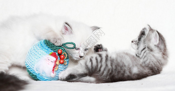 用圣诞球和石榴看西伯利亚猫的宠物图片