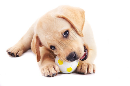 2个月大的拉布多猎狗犬嚼着一个球图片