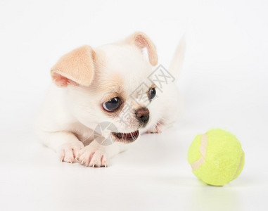 奇瓦的狗试图抓住黄网球在白色图片