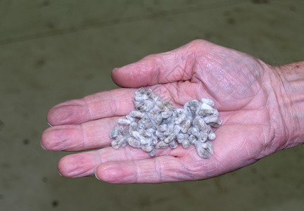 从南乔治亚州的棉块中清除的棉花籽图片