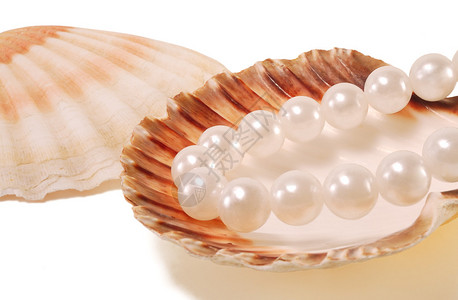 白色背景中带珍珠的贝壳图片