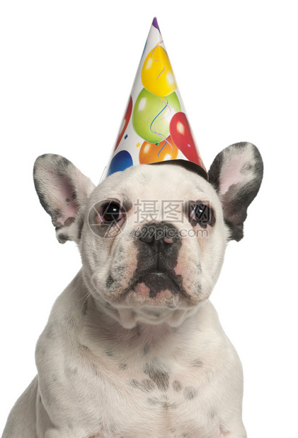 4个月大的法国公牛狗在白色背景面前戴着生日帽图片