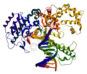 DNA聚合酶I一种参与D图片