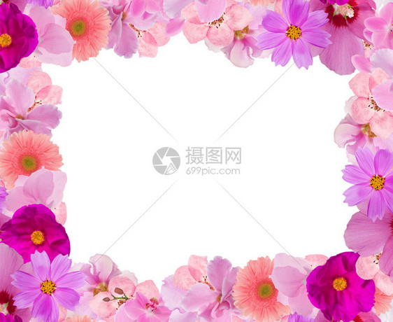 粉红花架上的装饰白底孤图片