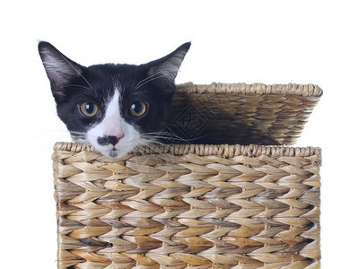 可爱的小猫在篮子里图片