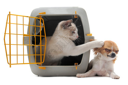 猫封闭在宠物载体内用白色背景孤立图片