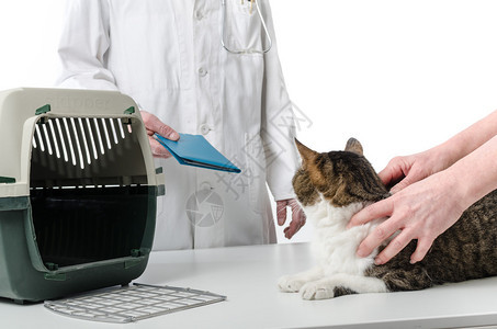 在兽医诊所提供猫健康记录的兽医师图片