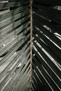 热带棕榈枝简约的花卉背景图片