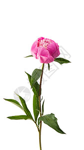 白色背景上的粉红色牡丹花图片