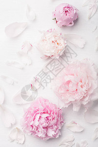 美丽的粉红色牡丹花背景背景图片