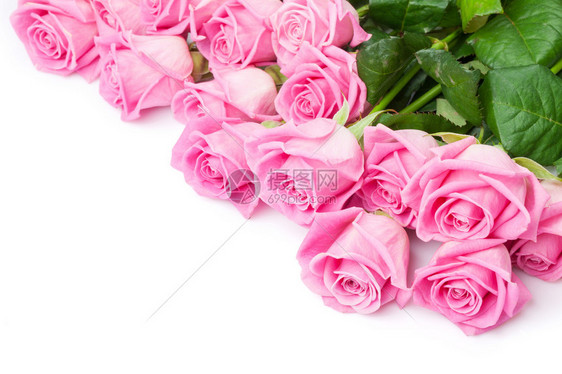 带有粉色玫瑰花的情人夜背景白色被孤立带有复制空图片