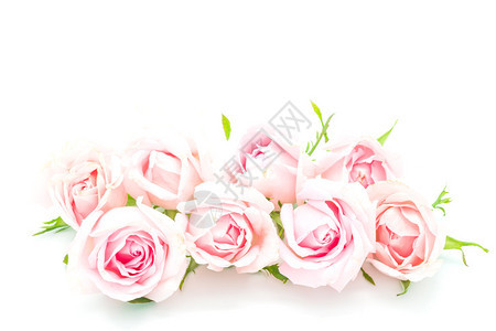 美丽的粉红光玫瑰花朵在白图片