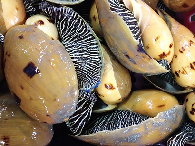 鱼市场上的图案海螺壳图片