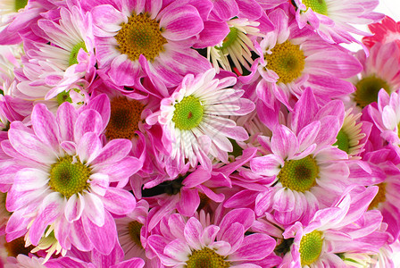 Gerbera植物花背景图片