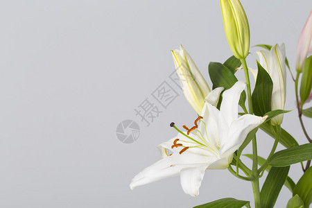 Lily花朵盛开图片