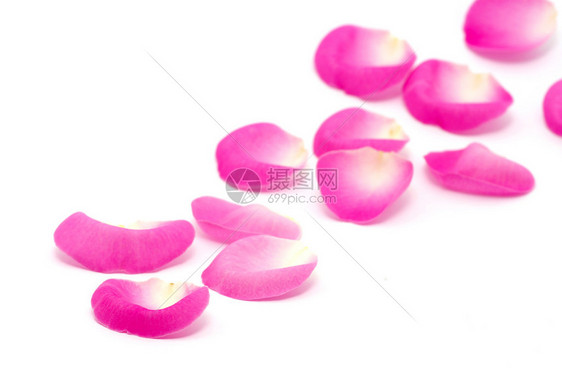 孤立在白色的粉红色玫瑰花瓣图片