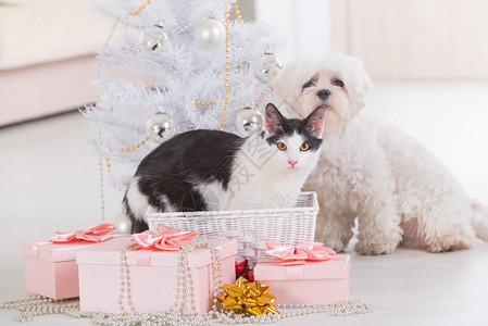 猫和可爱的小狗马耳他人坐在圣诞树附图片