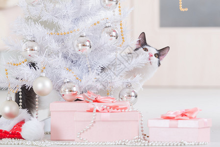 小可爱的小猫咪坐在圣诞礼物和玩圣诞树装图片