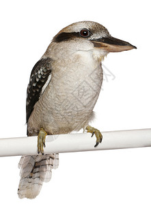 笑Kookaburra图片