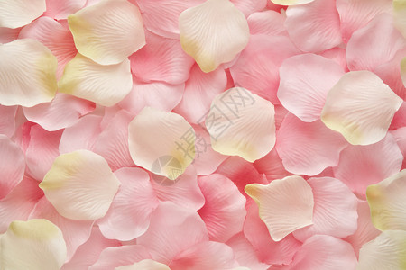 细柔粉红和白色玫瑰花瓣的花朵背景纹图片