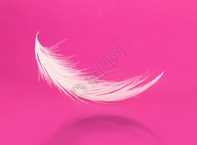 飞翔的羽毛粉红色上有阴影图片