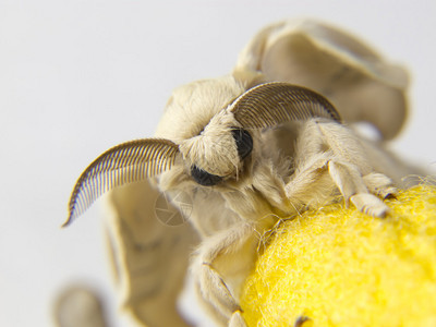 蚕蛾的面部和触角细节背景图片