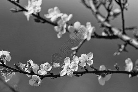 黑白樱花花枝图图片