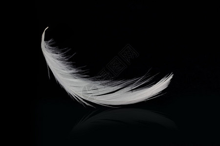 在黑色上飞翔的白色羽毛图片