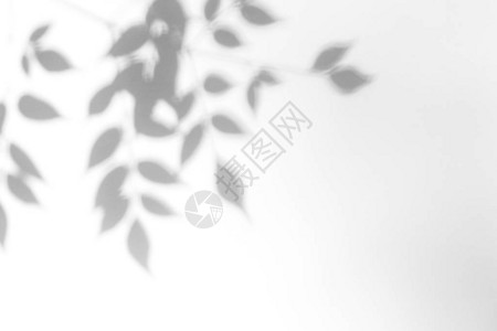 照片的重叠效果白墙上叶子的灰色阴影抽象中概念背景模糊图片