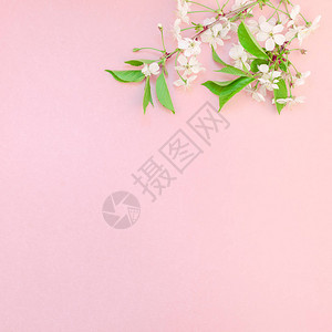 千禧粉红色背景上的创意顶视图樱桃树盛开的花朵早午餐框架图片