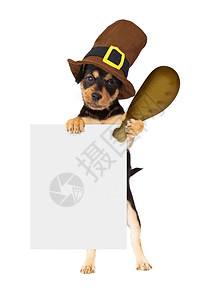 戴着朝圣帽的可爱狗拿着一条大火鸡腿和空白标志图片