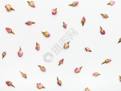 白色纹理纸背景上的粉红色玫瑰花蕾图片