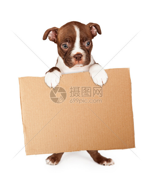 可爱的七周老波士顿Terrier小狗站起来拿着空白纸箱牌标孤立图片