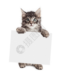 快乐的小猫站起来拿着一个空白的牌子将您图片