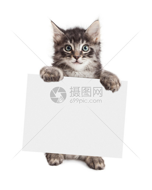 快乐的小猫站起来拿着一个空白的牌子将您图片