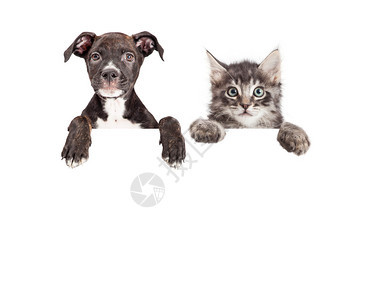 可爱的小狗和小猫手爪挂在空白标志上图片