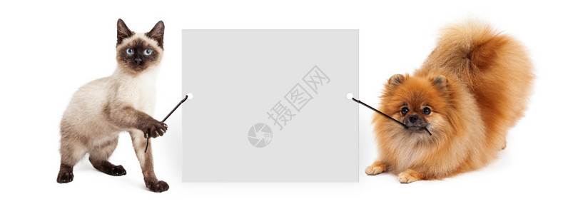 可爱的小猫和波美拉尼狗拿着一个空白的牌子输入图片