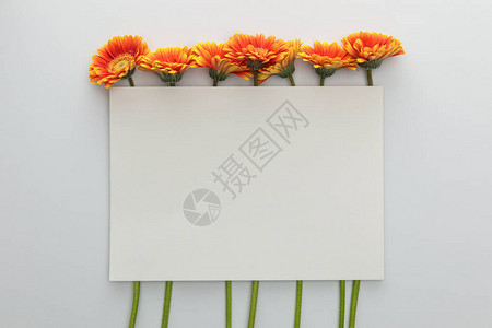 白色背景空白卡的橙色非洲菊花的顶视图图片