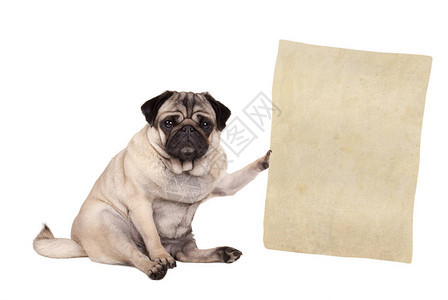 可爱的小狗坐着拿着纸卷在白色图片