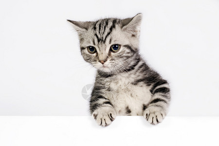 可爱的英国短发小猫标语图片
