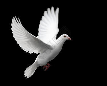 一个自由飞行的白鸽孤立图片