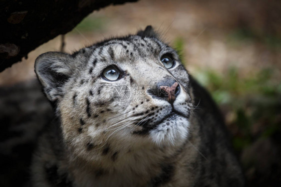 雪豹脸部肖像伊尔比斯Panthera图片