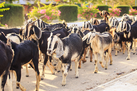 越南路上的山羊群图片