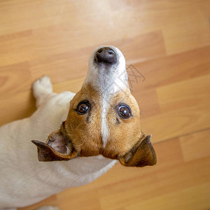 JackRussell的惊图片