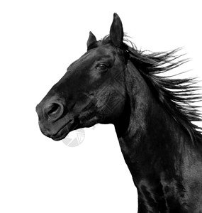 美丽的黑色马匹在笼罩中跑动孤立图片
