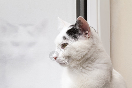 猫用自己的倒影看着窗外图片
