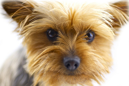 可爱狗一年老的澳大利亚丝绸泰瑞背景图片