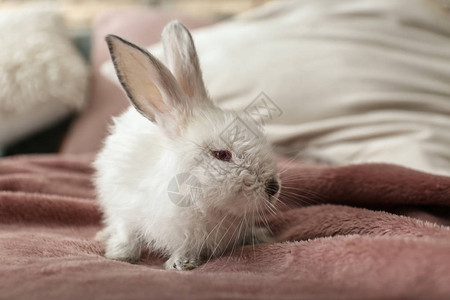 床上可爱的毛茸的兔子图片
